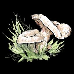 Spangrüner Kiefernreizker